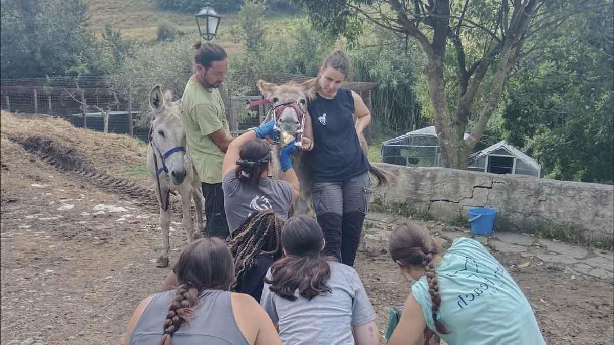 A woman exams a donkey’s teeth while others observe.