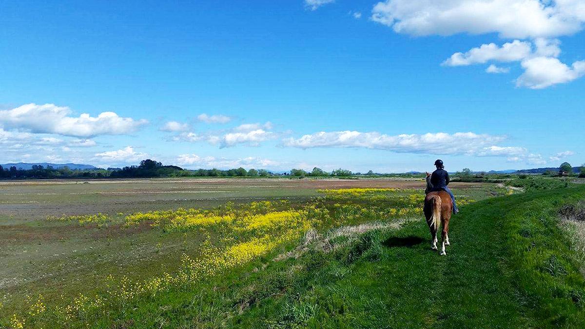 Person riding a horse in open field