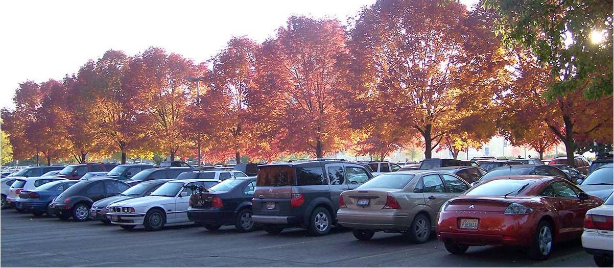Colorful autumn trees and parked cars