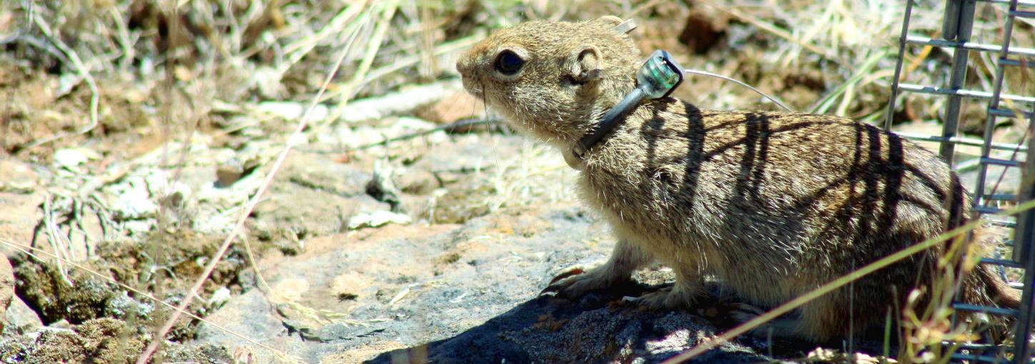 A ground squirrel sports a tiny radio collar.